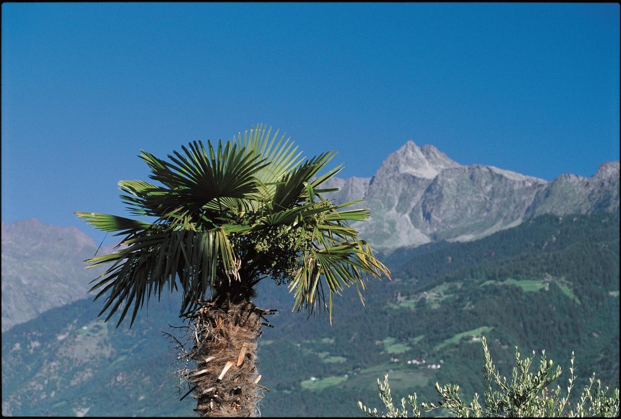 Hotel Bellevue Tirolo Dış mekan fotoğraf